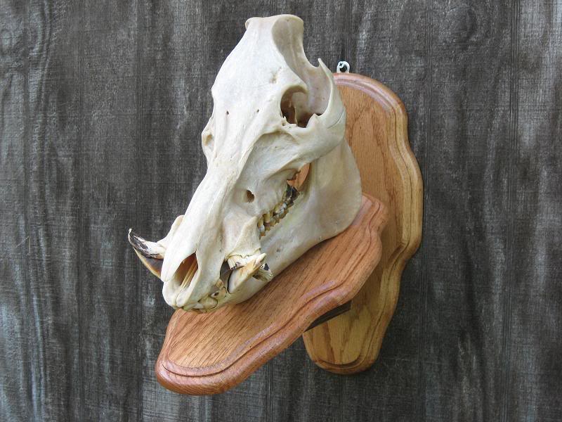 800x600 Boar Teethtuskscutters