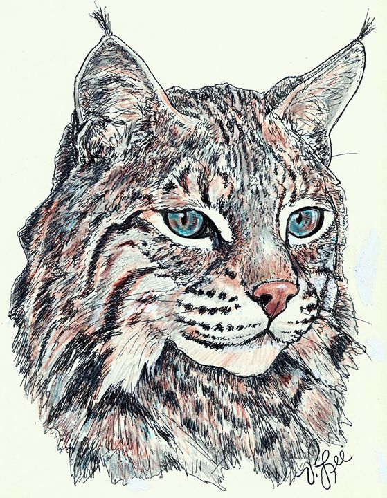 559x720 Bobcat Portrait