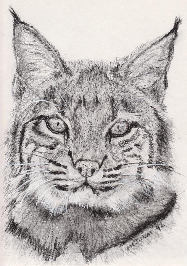 632x900 Bobcat Drawing By Marqueta Graham