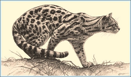 500x292 Focused Feline'