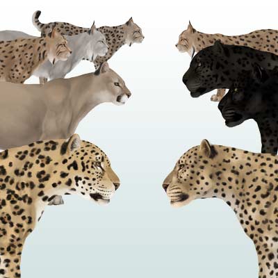 400x400 How To Draw Animals Big Cats, Their Anatomy And Patterns