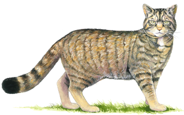 367x230 Top 3 Threats To Wildcat Survival