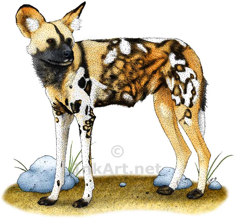 800x743 African Wild Dog Stock Art Illustration