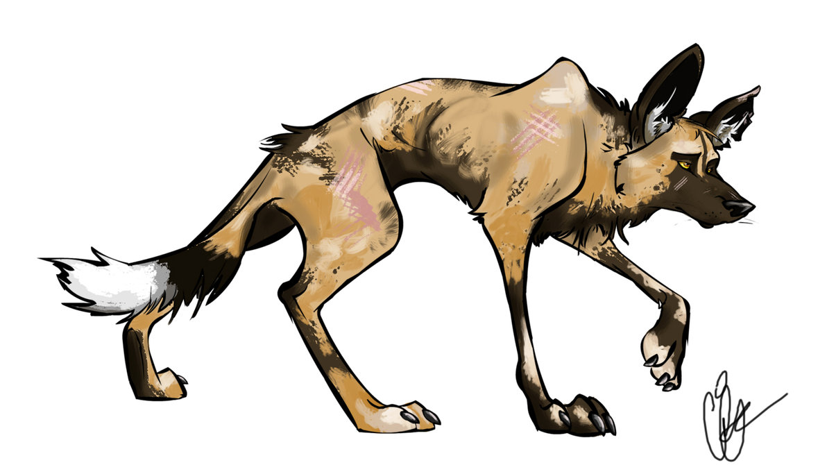 1192x670 African Wild Dog By Clairictures On Animals 1 All