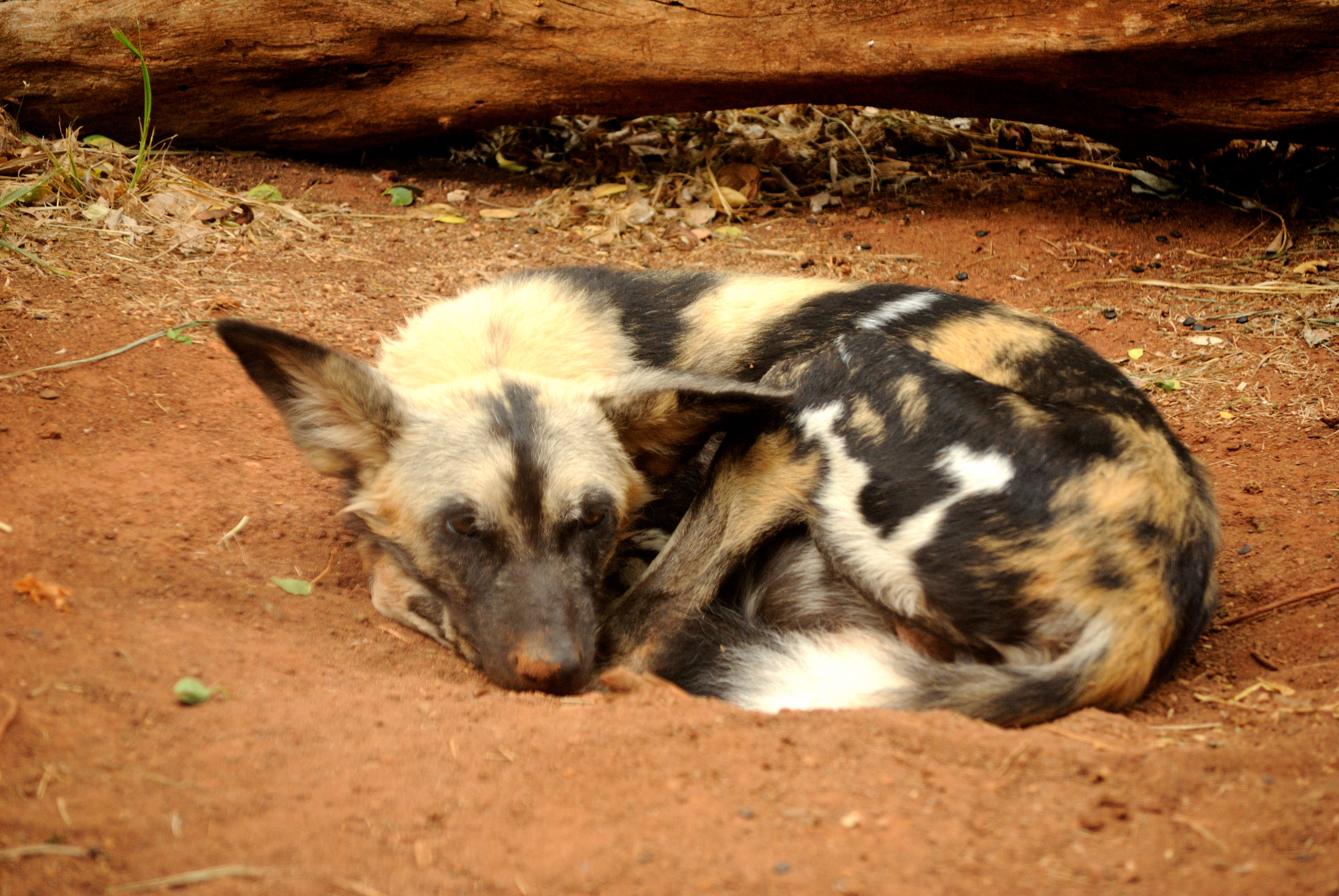 3872x2592 Fileafrican Wild Dog (5213912820).jpg