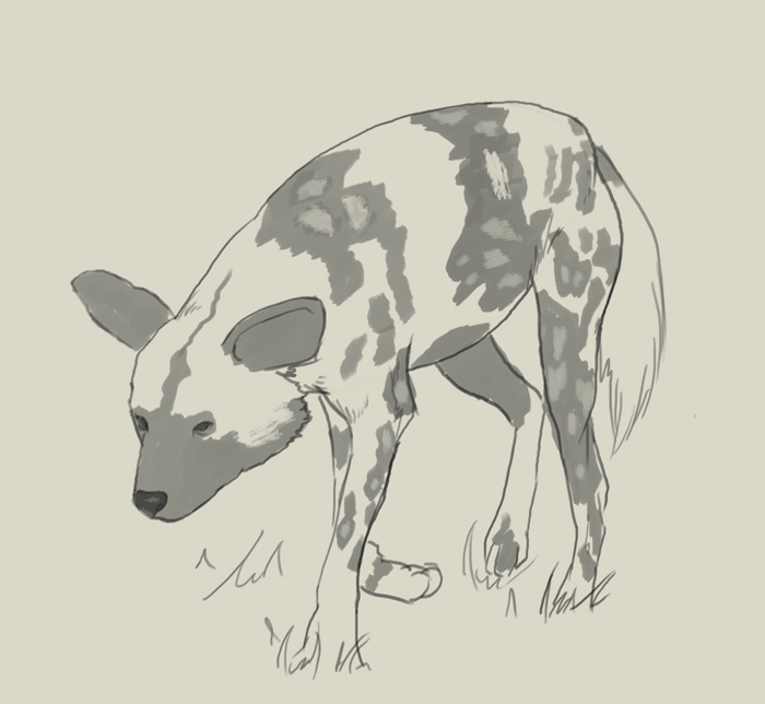 700x644 How To Draw African Wild Dog