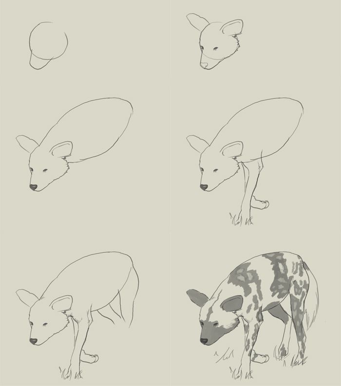 700x792 How To Draw An African Wild Dog How To Draw