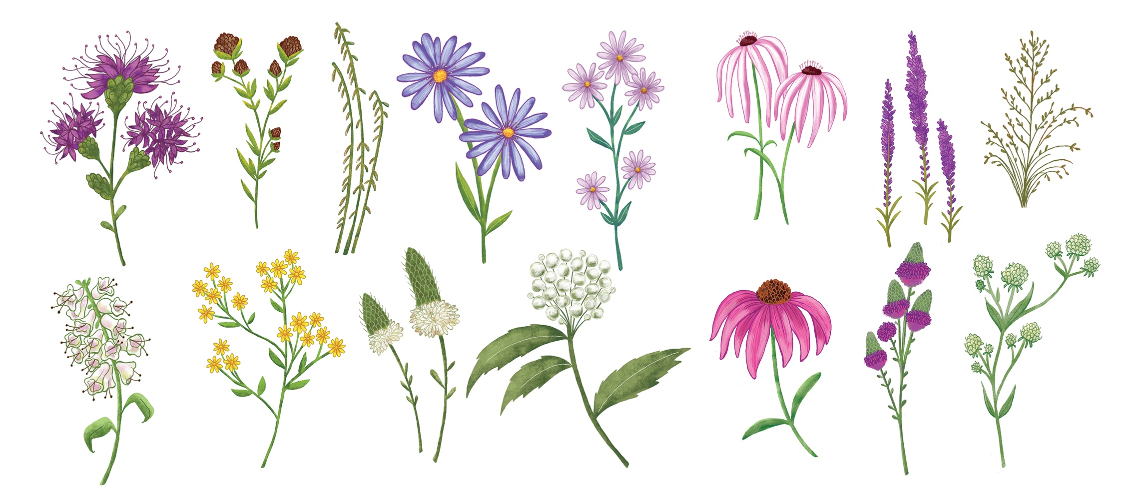 Wildflower Line Drawings : Wildflowers Art Print By Wildbloom Art ...