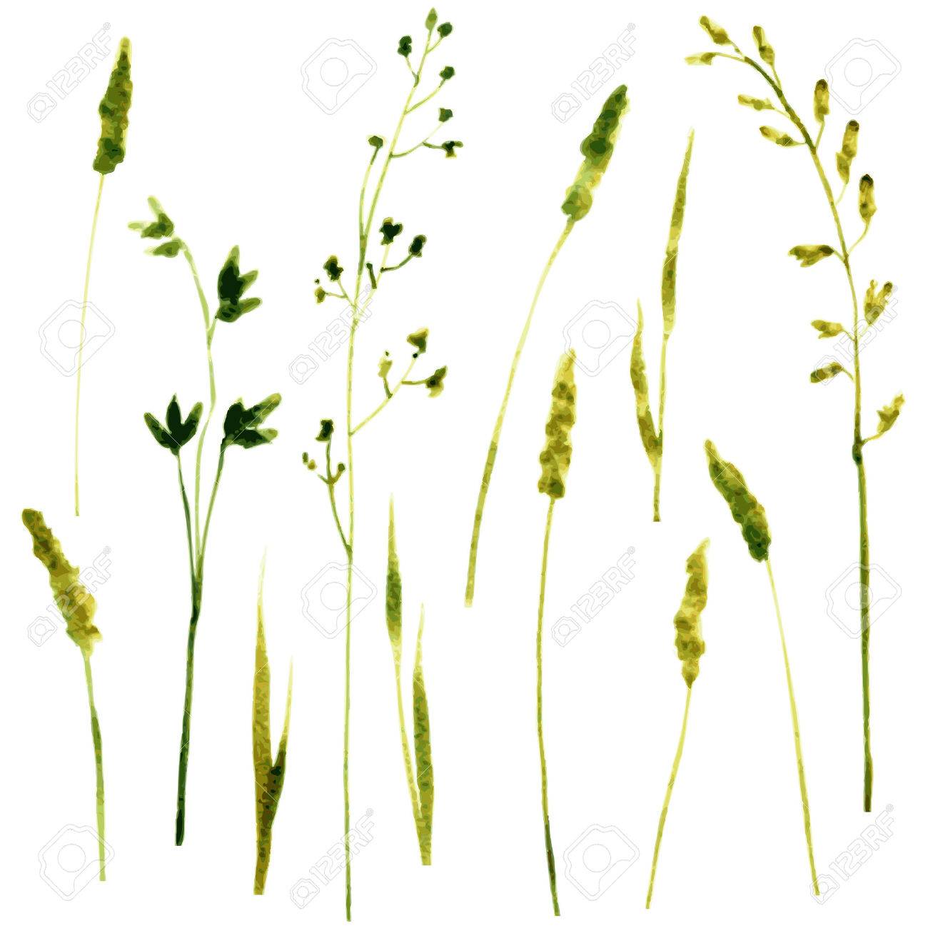 1300x1300 Set Of Watercolor Drawing Wild Flowers, Herbs And Twigs, Painted