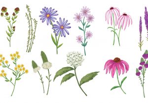300x210 Wild Flower Drawing Drawn Wildflower Sketch