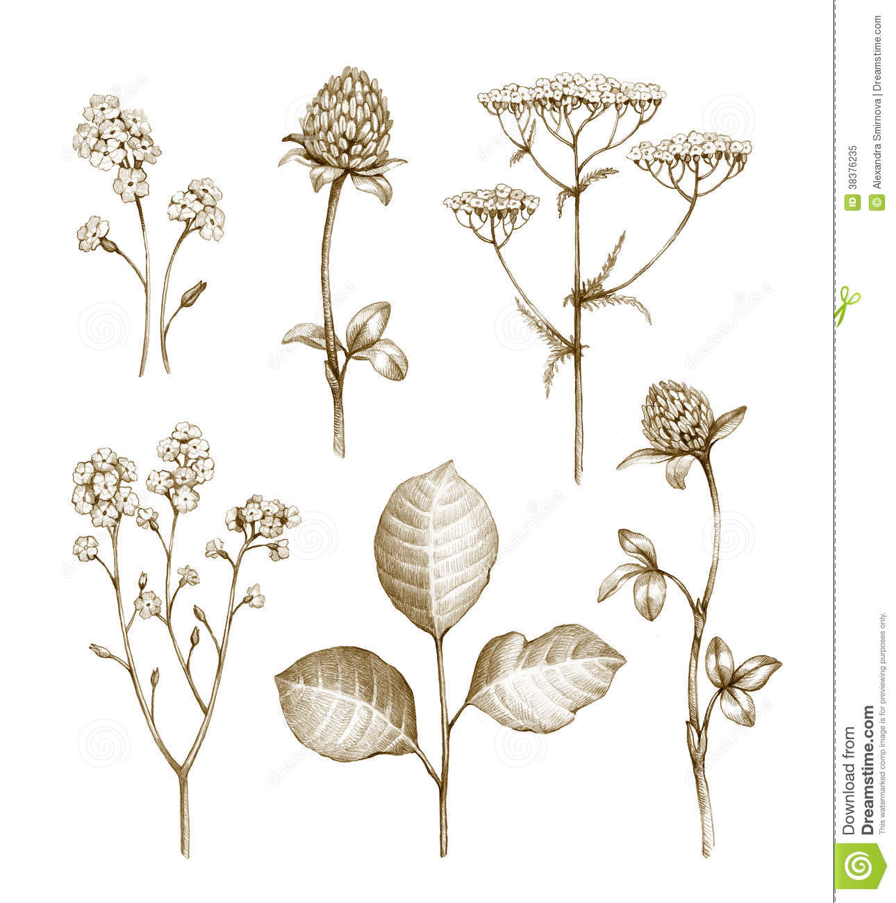 1290x1300 Wild Flowers Collection Art Wild Flowers
