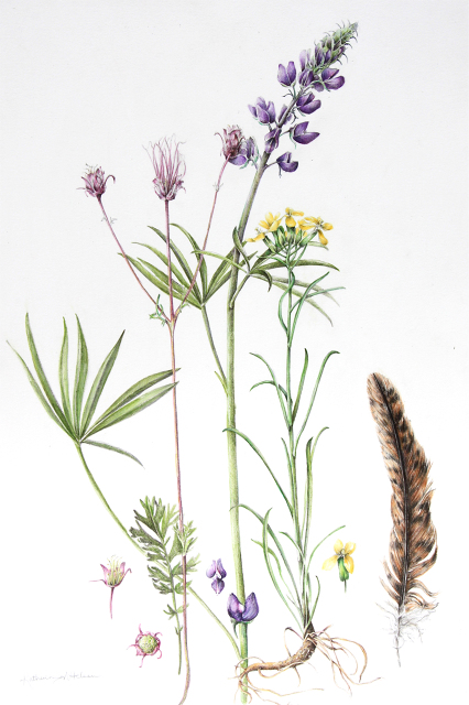 426x640 Prairie Smoke Wildflower Botanicals