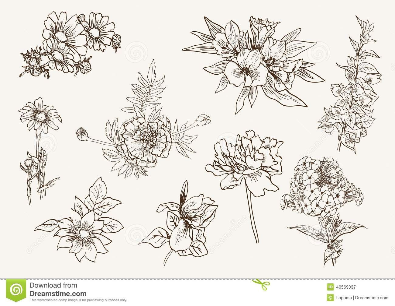 1300x1005 Wildflowers Drawing