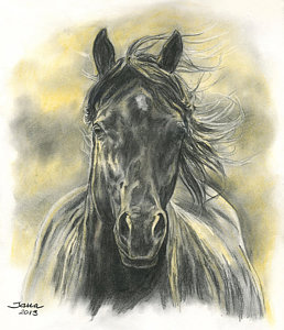 258x300 Wild Horse Drawings Fine Art America