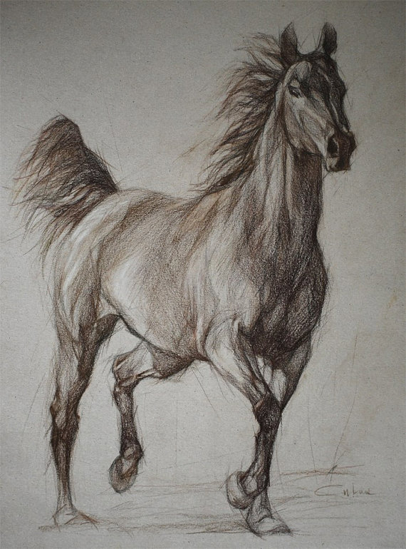 570x770 Wild Horse Full Silhouette Equestrian Art By Petartportraits