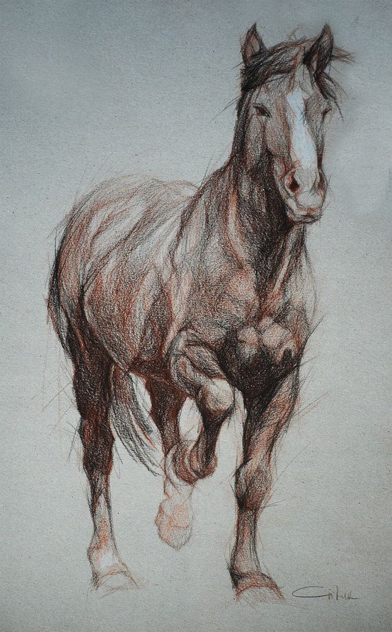 570x919 Wild Horse Full Front Silhouette In Sepia By Petartportraits