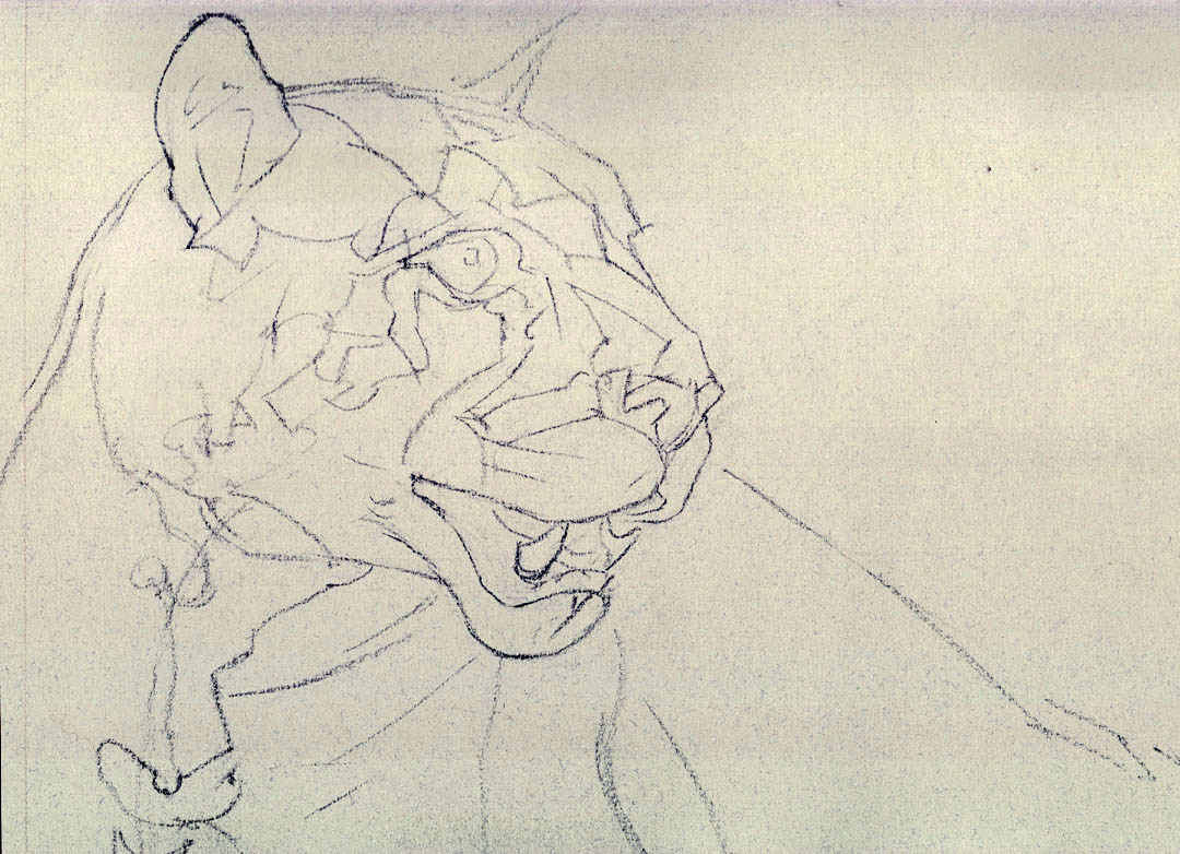 1080x782 Wildlife Drawing Step By Step