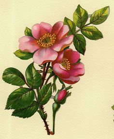 236x288 Image Result For Victorian Wild Roses Tattoo Ideas