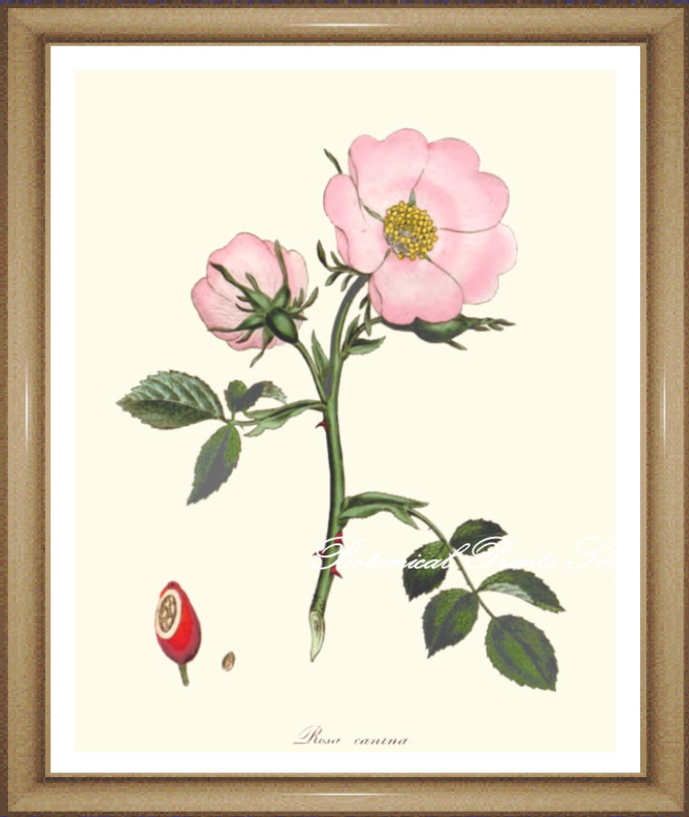 761x902 Roses Print No 23. Wild Rose. Botanical Prints. Pink Rose