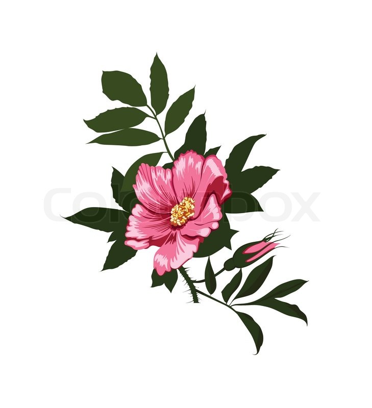 729x800 Wild Rose Flower On A White Background Stock Vector Colourbox