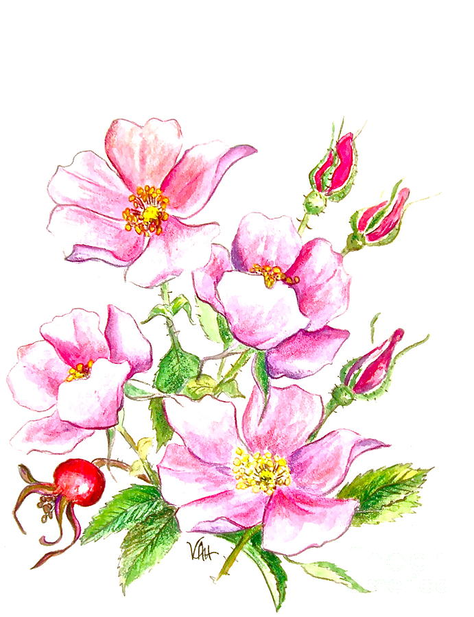 691x900 Wild Rose Painting By Virginia Ann Hemingson