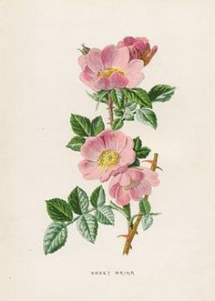 236x331 Wild Rose Botanical Illustration