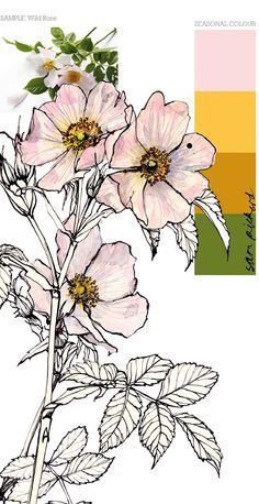 236x458 Wild Rose Drawing