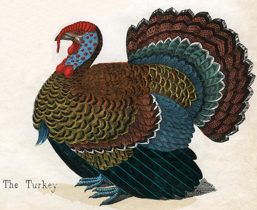 900x736 Antique Print Of A Turkey, 1859 Drawing By American School