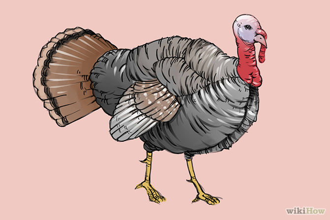 670x447 Draw A Turkey Step 23.jpg Art Amp Drawing Turkey