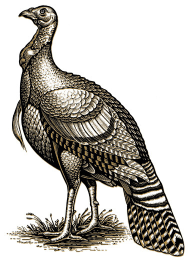 382x536 Drawing Wild Turkey Logo Turkey's Wild Turkey