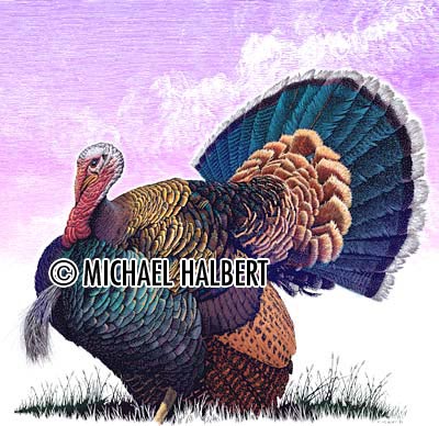 400x388 What Color Are Wild Turkey S Drawing Info Scratchboard