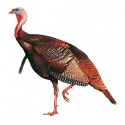 249x250 Wild Turkey (Meleagris Gallopavo) Hbw Alive