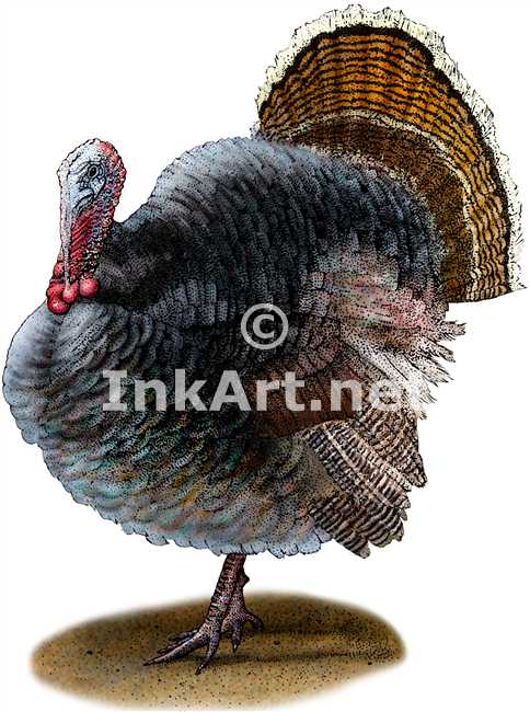 484x650 Wild Turkey (Meleagris Gallopavo) Stock Art Illustration