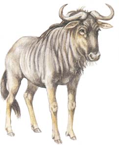 243x296 Diseases Shared By Wildlife And Livestock