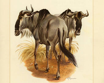 340x270 Wildebeest Art Print Etsy