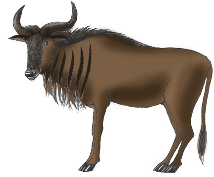 432x357 Wildebeest Color.jpg