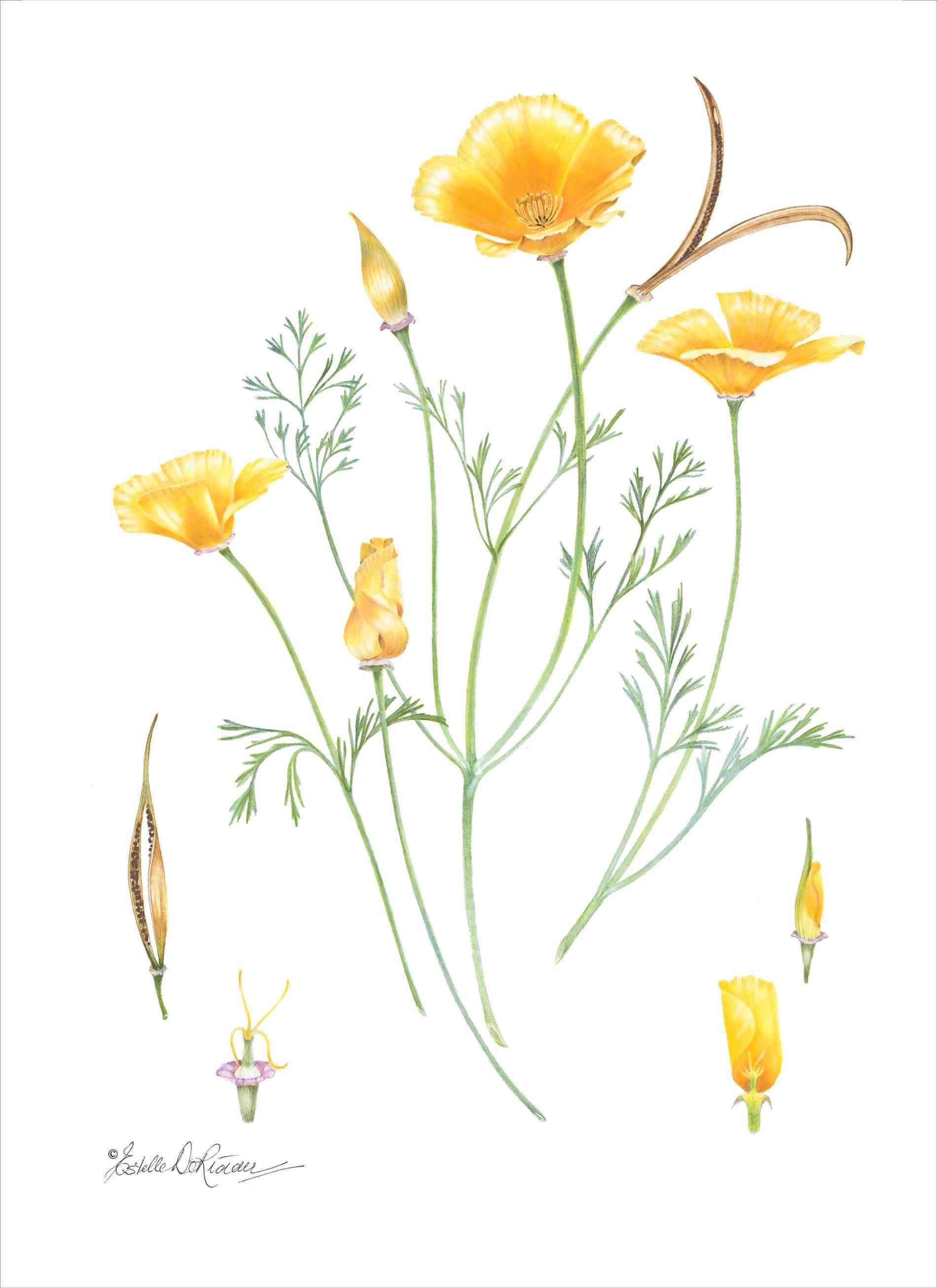 Wildflowers Drawing at GetDrawings | Free download