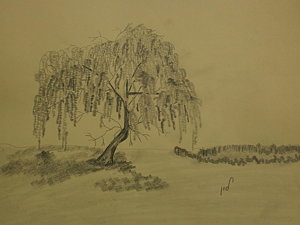 300x225 Weeping Willow Drawings Fine Art America