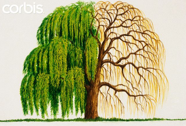 640x436 Weeping Willow Tree Drawings