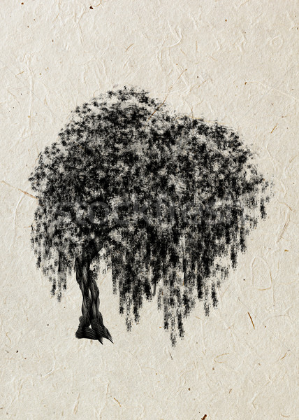 428x600 Willow. Drawing Tree On A Beige Rice Paper. Black Silhouette Wood