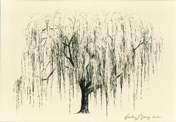 570x395 How To Draw Willow Trees