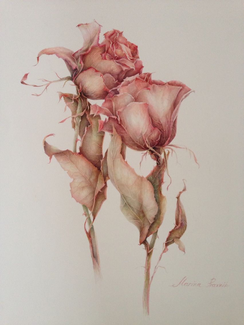 852x1136 Wilted Roses 50 X 60 Cm. Watercolor. Botanicalart. On Behance