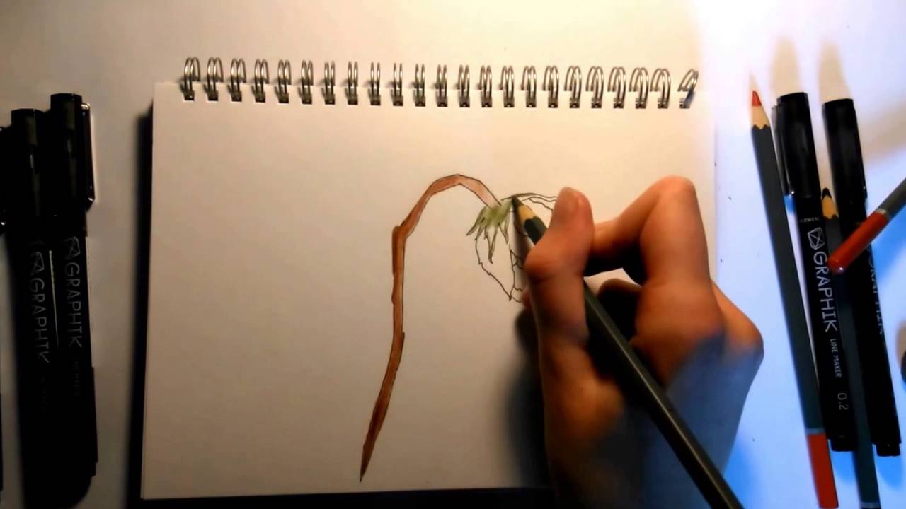 1280x720 Wilted Rose (Beginners)