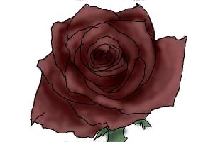 300x200 Wilted Rose