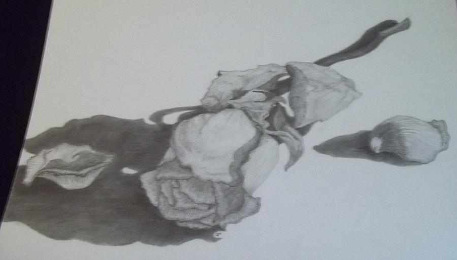 900x513 A Dying Rose Drawing By Gabrielle Lang