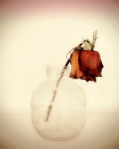 403x504 Red Rose Photograph Russet Burgundy Dead Wilted By Firstlightphoto