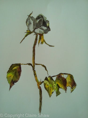 375x500 Wilting Rose