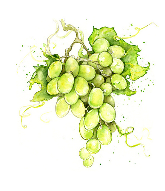 553x640 Grapes White Wine Vine White Wine, Watercolor And Fruit