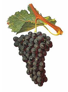 220x298 Terret (Grape)