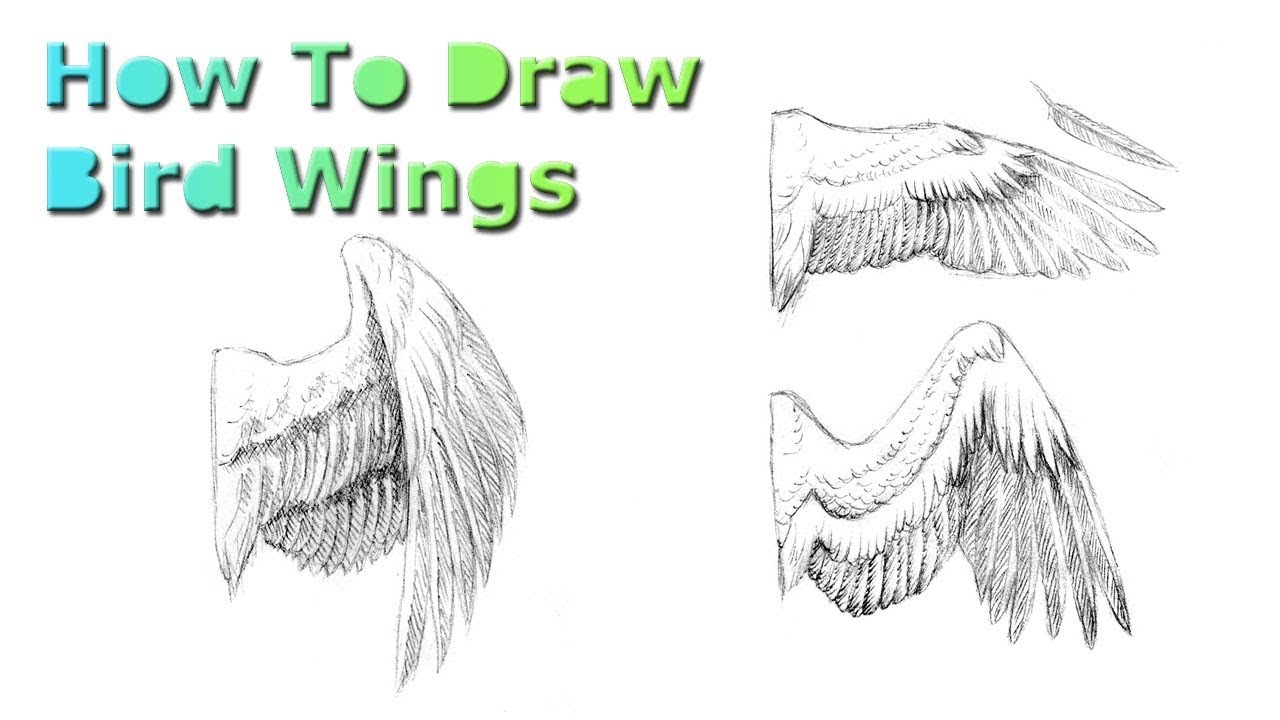 1280x720 How To Draw Bird Wings